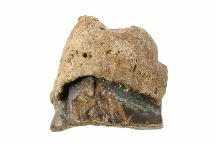 Fossil Dinosaur (Triceratops) Shed Tooth - Wyoming #289130